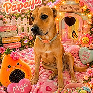 Mya Papaya joined the competition — help win amazing prizes! blanket, butterfly, collar, cute, decoration, dog, doghouse, fairy_lights, fence, flower, garden, heart, outdoor, pet, pink, plush_toy, rope_toy, sign, smile, toy_bowl