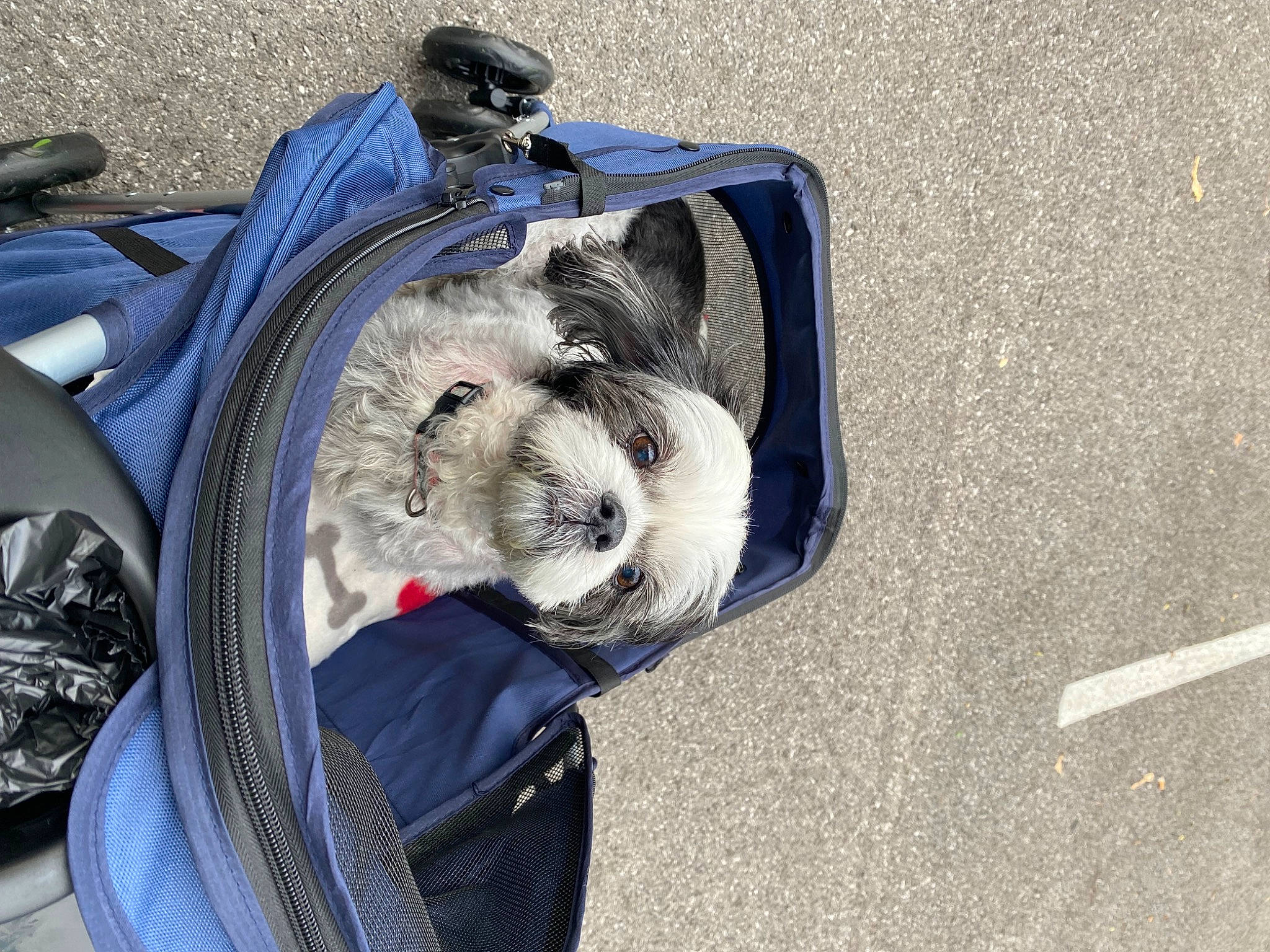 Zoey is registered to the contest to win money with this photo: automotive_tire, baby_carriage, bag, bicycle_accessory, carnivore, companion_dog, dog, dog_breed, dog_clothes, dog_supply, fender, luggage_and_bags, motor_vehicle, personal_protective_equipment, small_terrier, snout, terrier, toy, toy_dog, vehicle