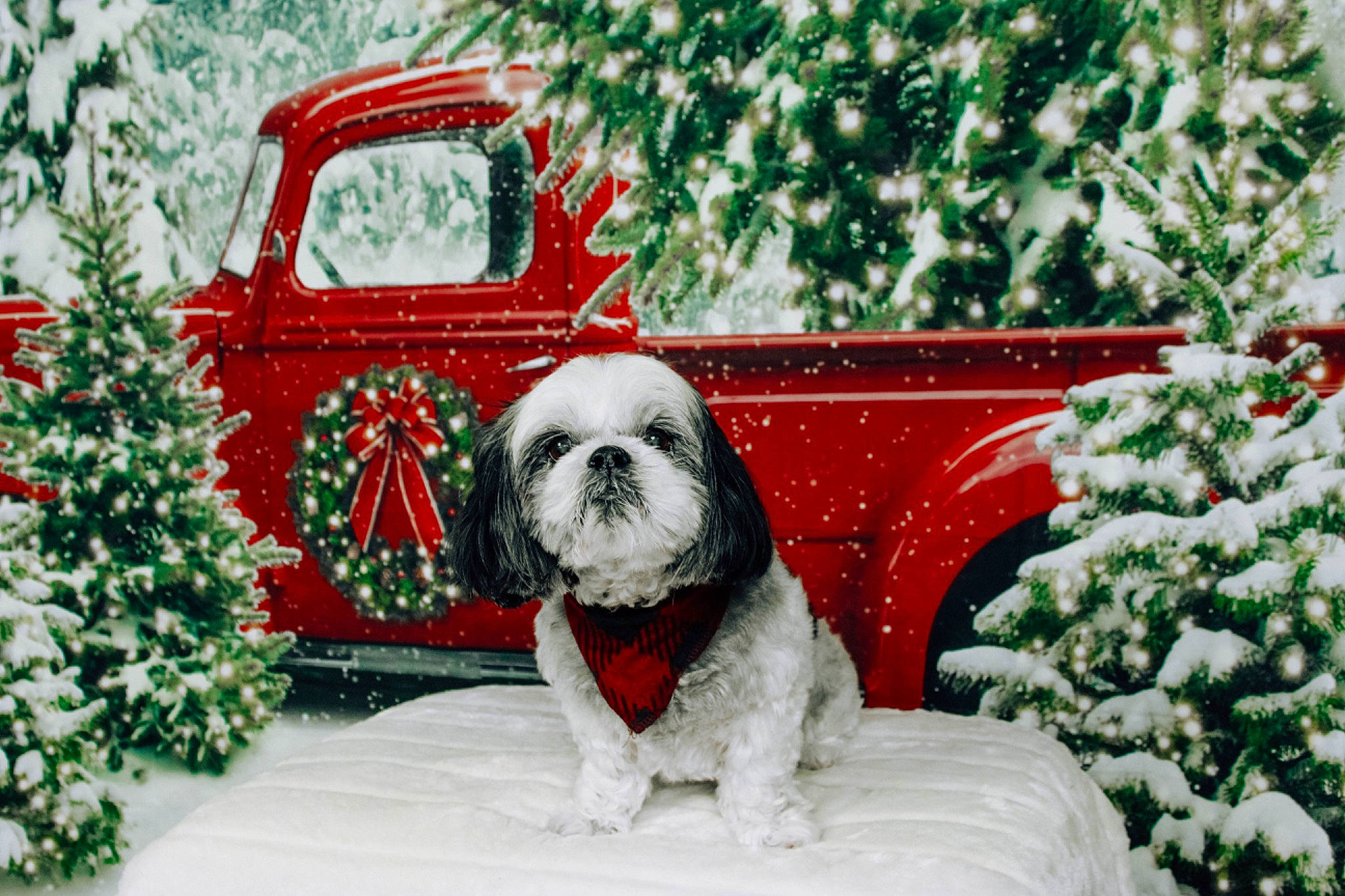 Zoey is registered to the contest to win money with this photo: carnivore, christmas_ornament, companion_dog, dog, dog_breed, dog_supply, event, fawn, freezing, grass, mammal, plant, santa_claus, snout, snow, sporting_group, toy_dog, tree, vertebrate, winter