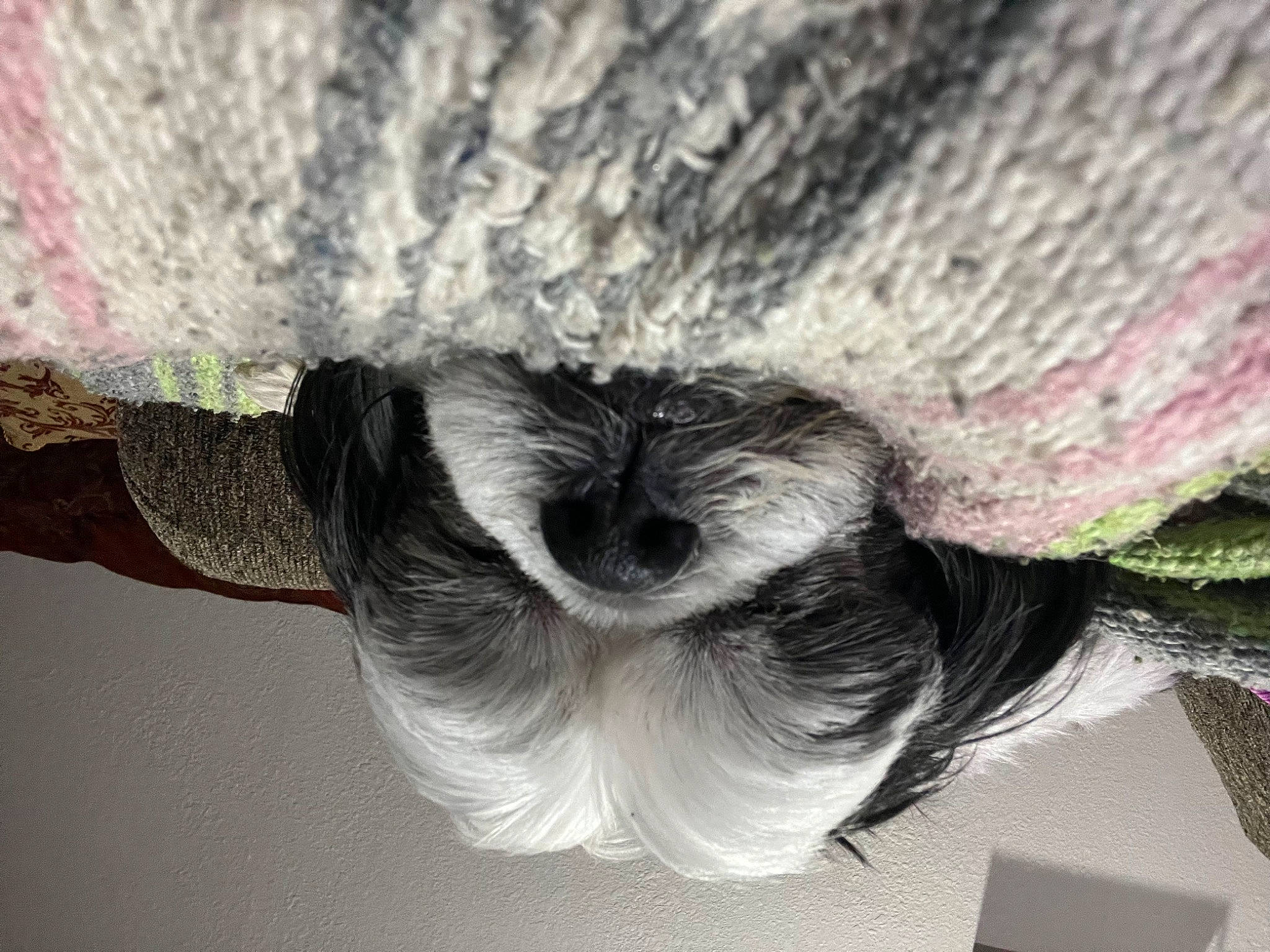 Zoey joined the competition — help win amazing prizes! companion_dog, dog, dog_breed, feather, felidae, fur, grey, hair, linens, liver, pattern, snout, sporting_group, tail, thread, toy_dog, tree, whiskers, wood, wool