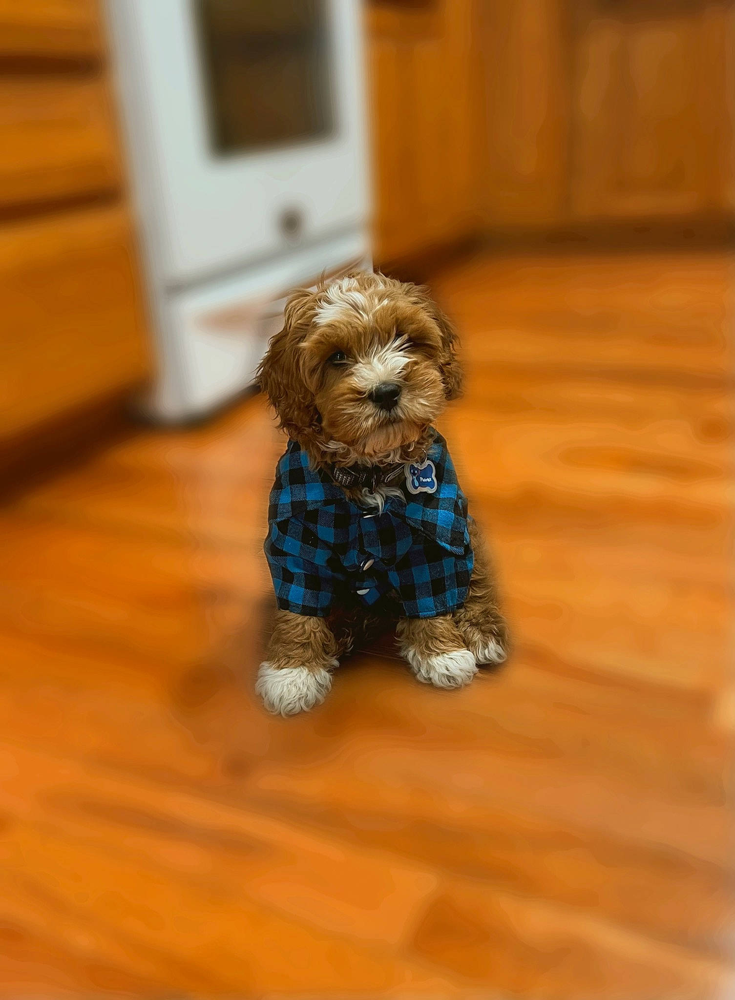 Phoenix is registered to the contest to win money with this photo: canidae, carnivore, companion_dog, dog, dog_breed, door, fawn, flooring, fur, hardwood, liver, snout, sporting_group, terrier, toy, toy_dog, varnish, water_dog, wood, wood_stain