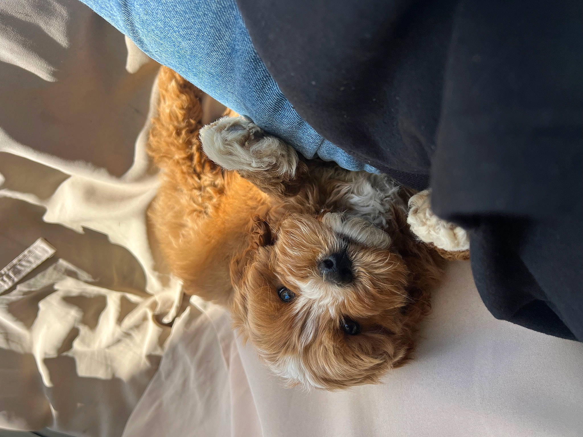 Phoenix is registered to the contest to win money with this photo: canidae, carnivore, comfort, companion_dog, dog, dog_breed, dog_clothes, dog_collar, dog_supply, fashion_accessory, fawn, fur, hat, puppy, small_terrier, snout, sporting_group, terrier, toy_dog, yorkshire_terrier