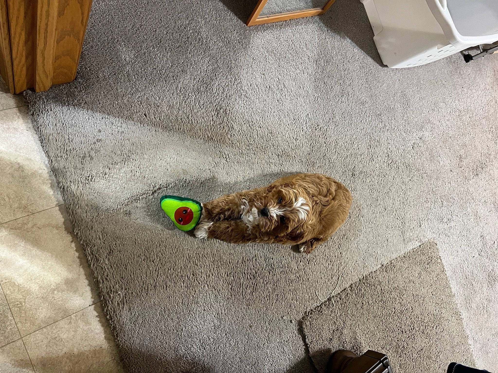 Phoenix is registered to the contest to win money with this photo: beige, carnivore, cat, comfort, domestic_short_haired_cat, felidae, floor, flooring, fur, grey, hardwood, linens, living_room, road_surface, room, small_to_medium_sized_cats, tail, whiskers, wood