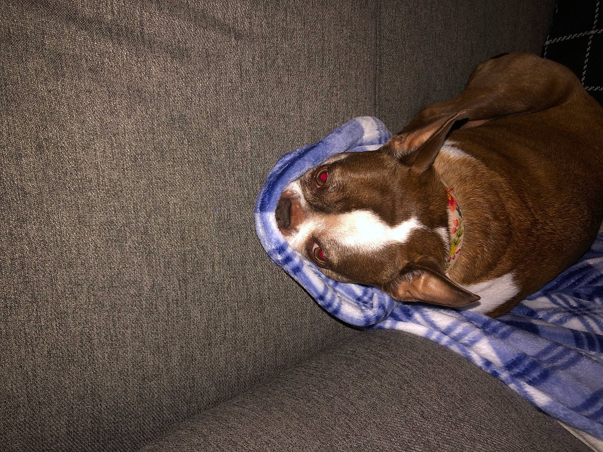 Daisy Mae is registered to the contest to win money with this photo: brown, canidae, carnivore, comfort, companion_dog, dog, dog_breed, fawn, felidae, linens, liver, nap, pet_supply, small_to_medium_sized_cats, snout, sporting_group, tail, whiskers, wood, working_animal