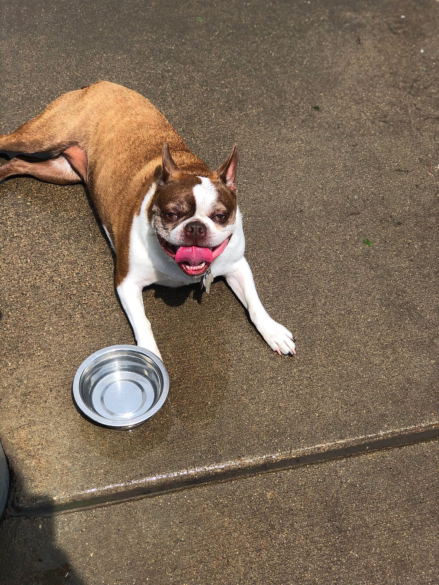 Daisy Mae is registered to the contest to win money with this photo: asphalt, canidae, carnivore, comfort, companion_dog, dog, dog_breed, dog_supply, fawn, floor, flooring, human_leg, paw, plant, road_surface, sidewalk, snout, sporting_group, tail, whiskers