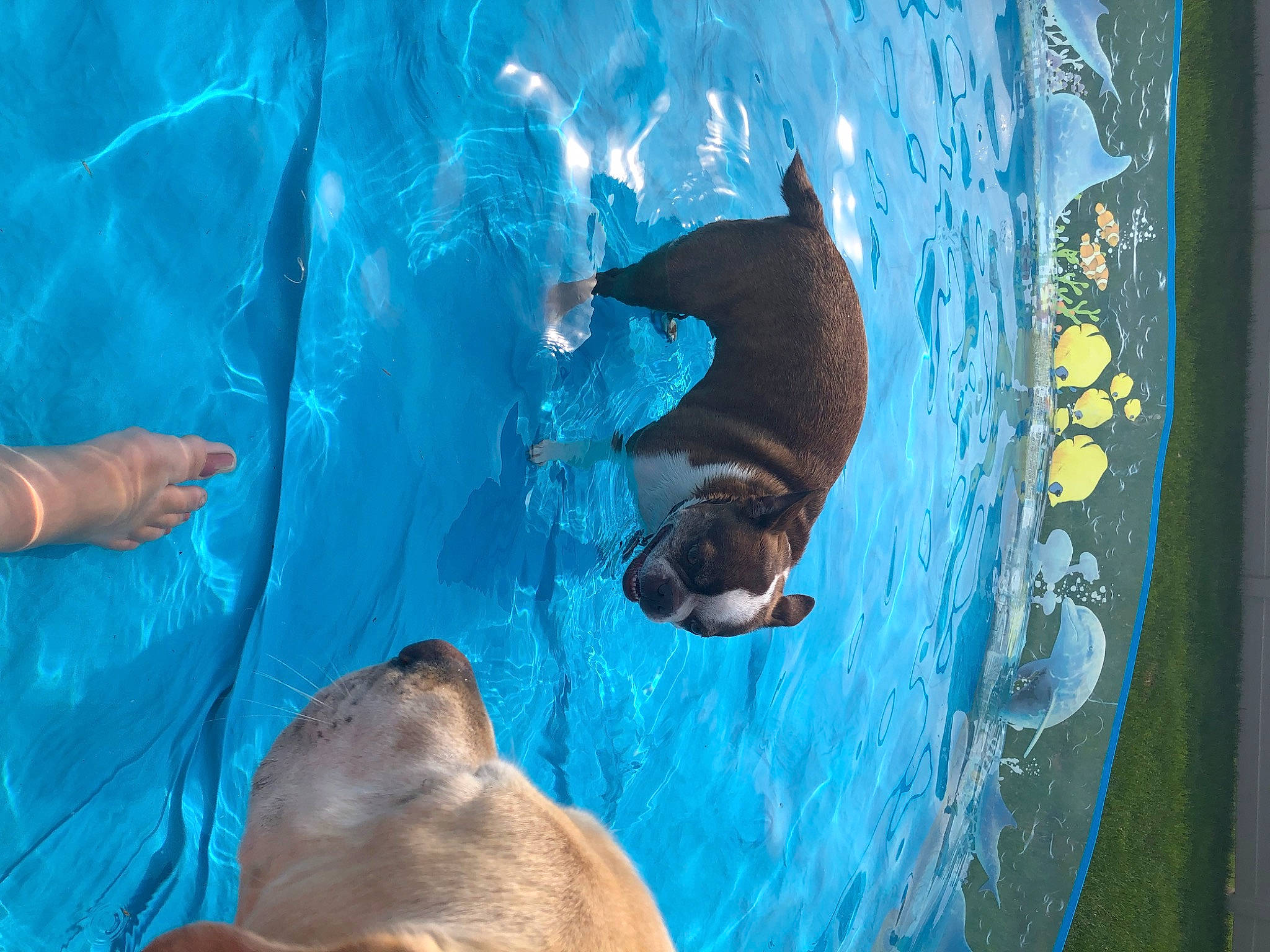 Daisy Mae joined the competition — help win amazing prizes! azure, bottlenose_dolphin, carnivore, common_bottlenose_dolphin, dolphin, electric_blue, fawn, fin, fluid, fun, leisure, marine_mammal, organism, recreation, snout, sporting_group, terrestrial_animal, vertebrate, water, wildlife