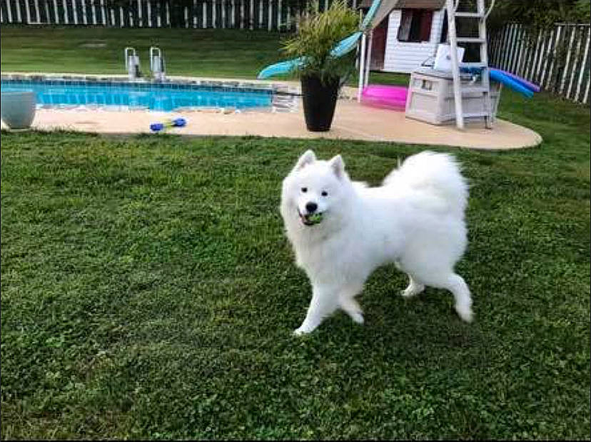 Kodi is registered to the contest to win money with this photo: american_eskimo_dog, berger_blanc_suisse, canidae, carnivore, companion_dog, dog, dog_breed, german_spitz, german_spitz_klein, german_spitz_mittel, grass, indian_spitz, japanese_spitz, kintamani, mammal, samoyed, spitz, vertebrate, volpino_italiano, white_shepherd