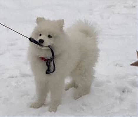 Kodi is registered to the contest to win money with this photo: american_eskimo_dog, canadian_eskimo_dog, canidae, carnivore, dog, dog_breed, german_spitz, german_spitz_klein, german_spitz_mittel, indian_spitz, japanese_spitz, mammal, non_sporting_group, pomeranian, puppy, rare_breed_dog, samoyed, spitz, vertebrate, volpino_italiano