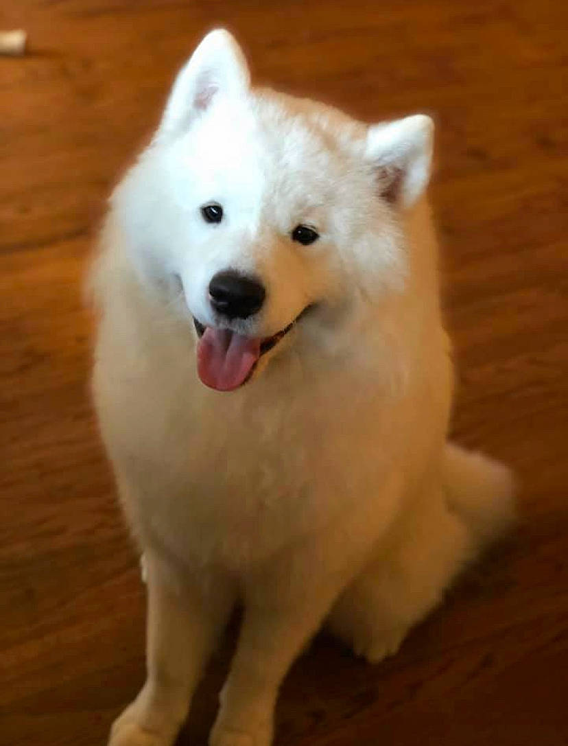 Kodi is registered to the contest to win money with this photo: american_eskimo_dog, canadian_eskimo_dog, canidae, carnivore, companion_dog, dog, dog_breed, german_spitz, german_spitz_klein, german_spitz_mittel, indian_spitz, japanese_spitz, kintamani, mammal, rare_breed_dog, samoyed, snout, spitz, vertebrate, volpino_italiano
