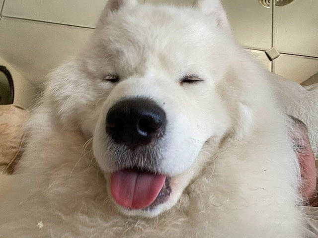 Kodi is registered to the contest to win money with this photo: american_eskimo_dog, ancient_dog_breeds, canidae, carnivore, companion_dog, dog, dog_breed, great_pyrenees, mammal, maremma_sheepdog, non_sporting_group, nose, rare_breed_dog, samoyed, vertebrate