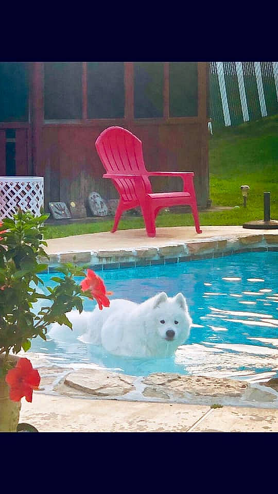 Kodi is registered to the contest to win money with this photo: canidae, companion_dog, grass, leisure, non_sporting_group, outdoor_furniture, pomeranian, swimming_pool
