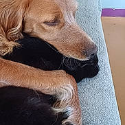 Noopy a rejoint le concours — aidez-le/la à gagner de superbes lots ! dog, cat, cuddle, nap, friendship, furry_animals, indoor, blanket, pet, resting, sleeping, cozy, animal_pair, close_up, fur, companion, peaceful, domestic, cute, comfort