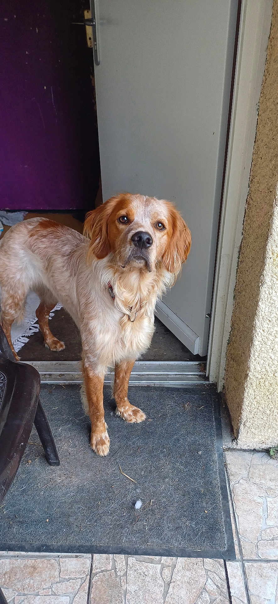 Noopy a rejoint le concours — aidez-le/la à gagner de superbes lots ! dog, doorway, mat, floor, indoor, outdoor, pet, canine, fur, brown, white, collar, animal, looking, standing, waiting, curious, expression, paws, house