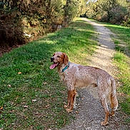 Noopy participe au concours pour gagner de l'argent avec cette photo : animal, canine, collar, daytime, dog, forest, grass, happy, leaves, nature, outdoor, path, pet, scenic, summer, sunlight, tongue_out, trail, trees, walking