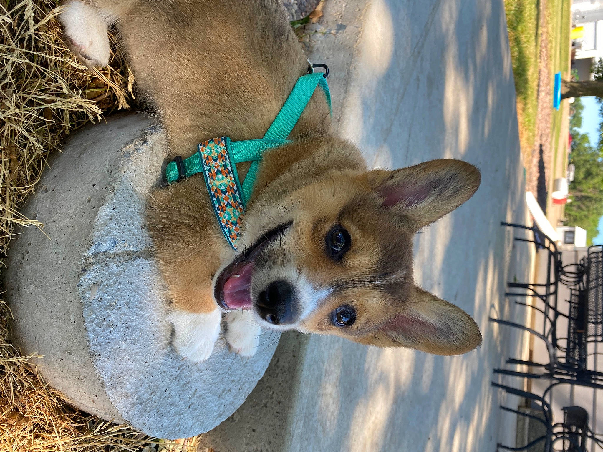 Doug joined the competition — help win amazing prizes! canidae, carnivore, collar, companion_dog, dog, dog_breed, fawn, fur, grass, paw, photo_caption, recreation, snout, sporting_group, tail, terrestrial_animal, tree, whiskers, wildlife, working_animal