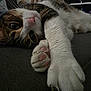 animal, cat, close_up, cozy, cute, feline, fur, indoor, paw, pet, pink_paw_pads, relaxed, resting, sleepy, soft, stretching, tabby, texture, whiskers, white_fur