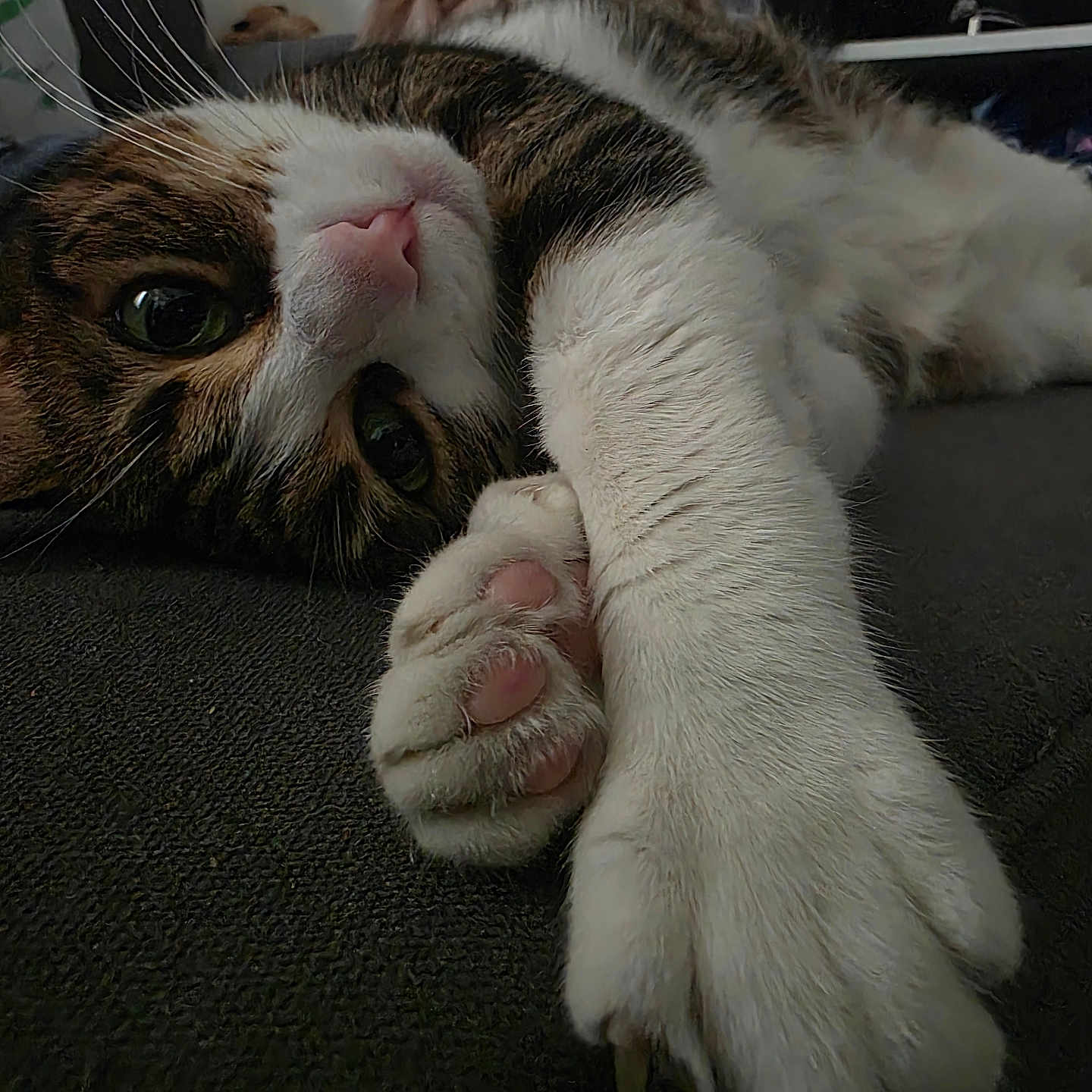 Pimkie