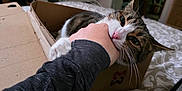 Pimkie participe au concours pour gagner de l'argent avec cette photo : bed, bite, cardboard_box, casual, cat, couch, cozy, fur, furniture, hand, home, human_interaction, indoor, person, pet, playing, relaxed, room, tabby_cat, whiskers