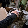 bed, bite, cardboard_box, casual, cat, couch, cozy, fur, furniture, hand, home, human_interaction, indoor, person, pet, playing, relaxed, room, tabby_cat, whiskers
