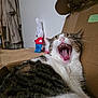 Pimkie a rejoint le concours — aidez-le/la à gagner de superbes lots ! animal, background, bunny, cardboard_box, cat, closeup, cozy, feline, fur, indoor, mouth_open, pet, relaxing, stuffed_animal, tabby, teeth, tongue, toy, whiskers, yawning