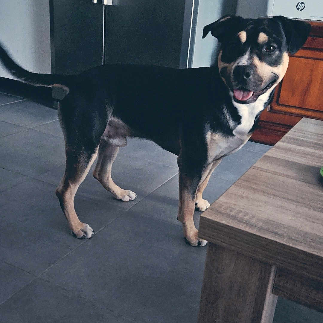 Argo a rejoint le concours — aidez-le/la à gagner de superbes lots ! animal, appliance, cabinet, canine, dog, domestic, floor, happy, indoor, kitchen, magnet, mouth_open, pet, refrigerator, smiling_dog, standing, tail, tile_floor, tongue_out, wooden_table