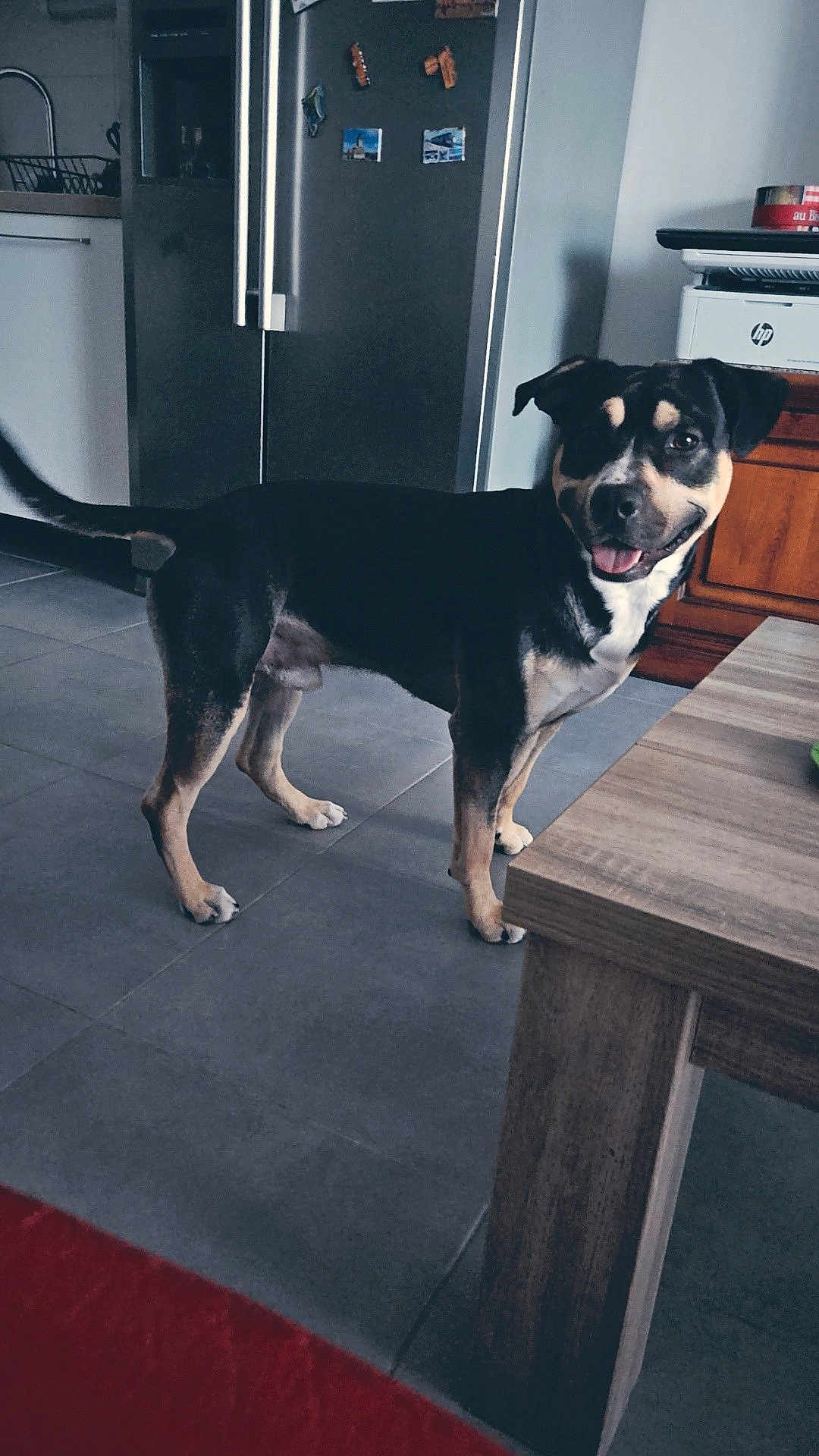 Argo a rejoint le concours — aidez-le/la à gagner de superbes lots ! dog, indoor, kitchen, tile_floor, wooden_table, refrigerator, magnet, smiling_dog, tail, pet, canine, floor, cabinet, appliance, domestic, animal, standing, happy, mouth_open, tongue_out