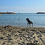 Argo a rejoint le concours — aidez-le/la à gagner de superbes lots ! dog, beach, sand, water, sea, sky, towel, horizon, sailboat, rocks, jetty, sunny, outdoor, calm, shallow_water, canine, summer, vacation, nature, relaxation