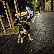 Argo participe au concours pour gagner de l'argent avec cette photo : dog, street, night, car, sidewalk, tree, urban, leash, pavement, parked_car, streetlight, animal, pet, canine, curious, outdoor, road, dark, reflection, quiet