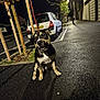 dog, street, night, car, sidewalk, tree, urban, leash, pavement, parked_car, streetlight, animal, pet, canine, curious, outdoor, road, dark, reflection, quiet