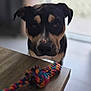 dog, pet, indoor, table, rope_toy, curious, closeup, brown, black, white, animal, face, ears, snout, looking, playful, home, background_blur, wood, domestic