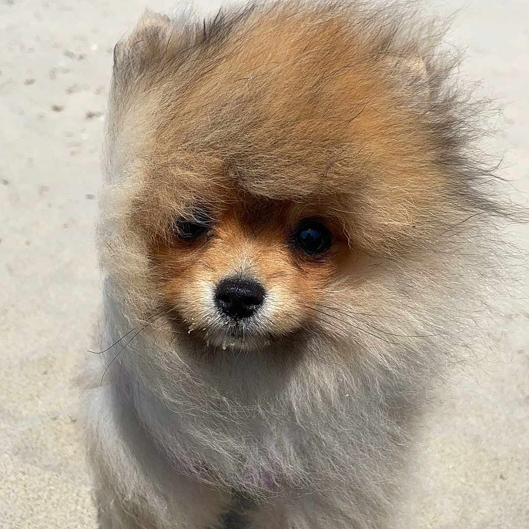 Vicky participe au concours pour gagner de l'argent avec cette photo : animal, beach, canine, cute, daytime, dog, fluffy, fur, mammal, nature, outdoor, pet, pomeranian, portrait, puppy, sand, sky, small, sunny, walking