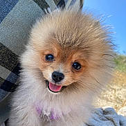 Vicky participe au concours pour gagner de l'argent avec cette photo : animal, blanket, companion, cute, dog, face, fluffy, fur, happy, nature, outdoor, pet, pomeranian, portrait, puppy, sky, small_dog, smile, tongue, young