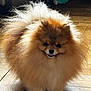 adorable, animal, canine, companion, cute, dog, domestic_animal, face, fluffy, fur, fur_texture, indoor, mammal, pet, pomeranian, portrait, small_dog, smiling, standing, wooden_floor