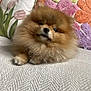 Vicky a rejoint le concours — aidez-le/la à gagner de superbes lots ! animal, companion, couch, cozy, cute, cute_pet, dog, domestic_animal, flower_pattern, fluffy, fur, furniture, home, indoor, pet, pillow, pomeranian, portrait, relaxing, small_dog