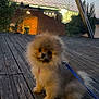 Vicky a rejoint le concours — aidez-le/la à gagner de superbes lots ! animal, building, curious, cute, dog, dusk, evening, fence, fluffy, leash, nature, outdoor, pet, pomeranian, puppy, sitting, sky, small_dog, trees, wooden_deck