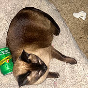 Scraps is registered to the contest to win money with this photo: animal, brown, carpet, cat, cozy, crumpled_tissue, drink_can, fluffy_rug, fur, ginger_ale, household, indoor, nap, paw, pet, resting, schweppes, siamese_cat, sleeping, whiskers