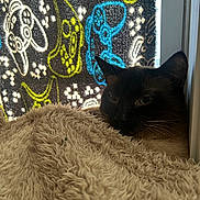 Scraps is registered to the contest to win money with this photo: cat, blanket, window, curtain, patterned_curtain, dog_illustrations, indoor, cozy, fluffy, resting, pet, animal, feline, relaxed, soft_texture, natural_light, home, quiet, comfort, shade