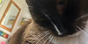 Tubs is registered to the contest to win money with this photo: animal, background, black, blurred, brown, cat, close_up, domestic, face, fur, furniture, house, indoor, indoor_lighting, mirror, pet, soft_light, whiskers, white