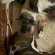 Tubs is registered to the contest to win money with this photo: animal, brown, carpet, cat, closeup, companion, cord, cute, dog, floor, friendship, fur, household, indoor, licking, pet, relaxed, resting, white, wooden_furniture