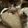 Tubs is registered to the contest to win money with this photo: animal, animal_interaction, carpet, cat, close_together, companion, cute, dog, domestic, friendly, fur, indoor, lying_down, paw, pets, relaxed, sleepy, sticker, whiskers, wooden_furniture
