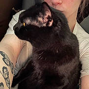 Violet joined the competition — help win amazing prizes! animal, arm, black_cat, butterfly_tattoo, casual, cat, closeup, comfort, cuddle, face, fur, indoor, light_skin, person, pet, portrait, seated, short_sleeve_shirt, tattoo, whiskers