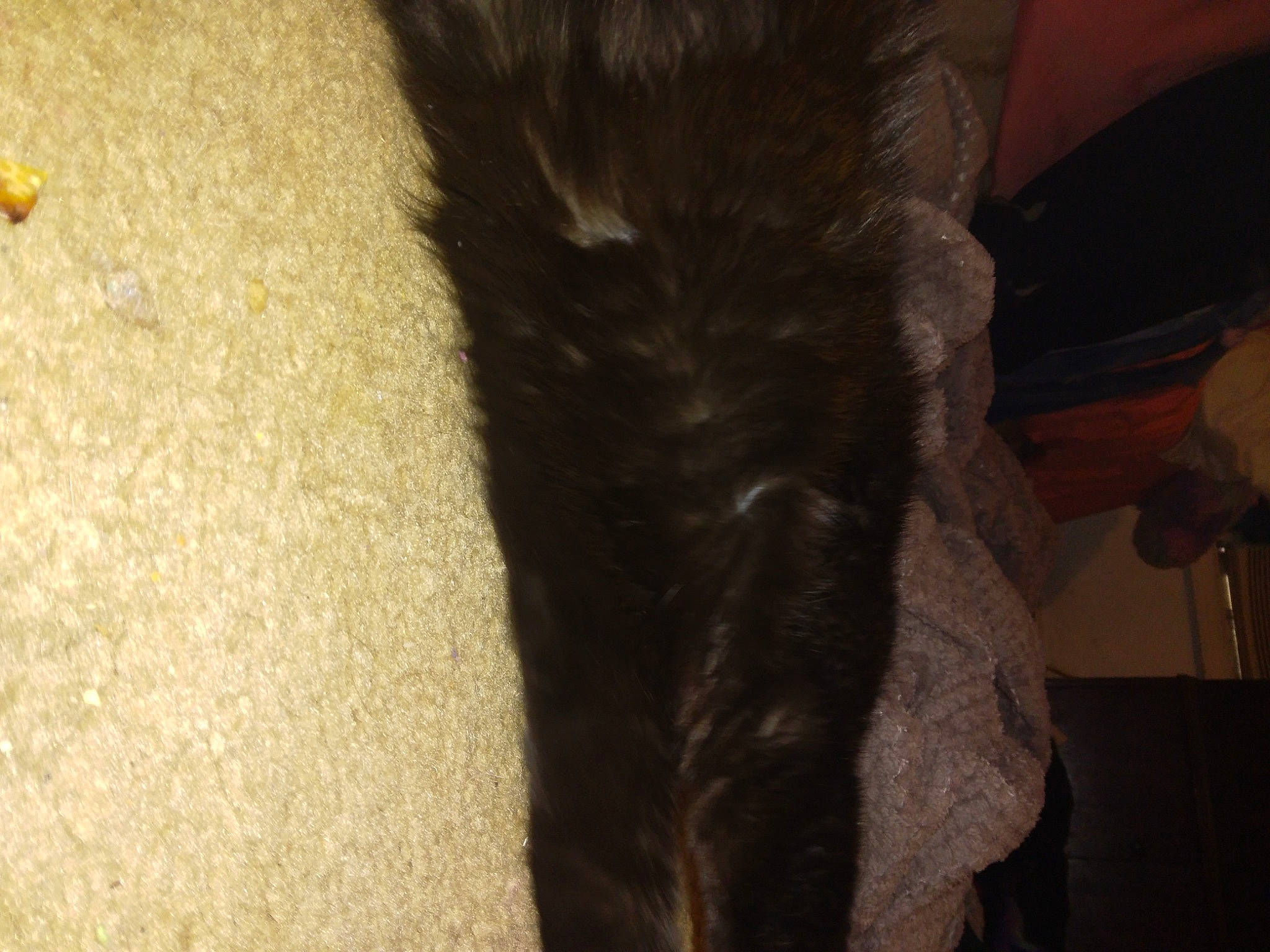 Violet is registered to the contest to win money with this photo: black_cat, canidae, carnivore, cat, claw, comfort, dog_breed, domestic_short_haired_cat, fawn, felidae, flooring, fur, hardwood, human_leg, natural_material, small_to_medium_sized_cats, sporting_group, tail, whiskers, wood