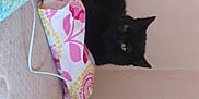 Violet joined the competition — help win amazing prizes! bag, black_cat, bombay, carnivore, cat, domestic_short_haired_cat, fashion_accessory, felidae, fur, linens, magenta, paper_product, pattern, room, small_to_medium_sized_cats, tail, whiskers
