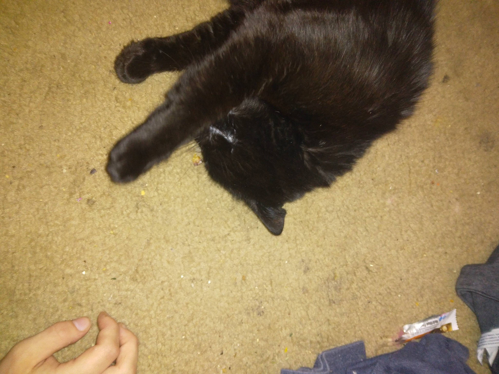 Violet joined the competition — help win amazing prizes! bombay, carnivore, cat, dog_breed, felidae, finger, floor, flooring, foot, hardwood, human_leg, mammal, nail, small_to_medium_sized_cats, sporting_group, tail, toe, vertebrate, whiskers, wood