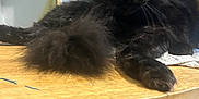 Nova joined the competition — help win amazing prizes! cat, black_cat, fluffy_fur, table, wooden_table, indoor, chair, pet, animal, feline, relaxed, curious, closeup, fur, eyes, whiskers, domestic, home, mammal, resting
