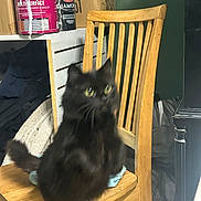 Nova is registered to the contest to win money with this photo: cat, black_cat, wooden_chair, paint_cans, cardboard_boxes, indoor, cluttered, furniture, pet, animal, curious, blurry, green_eyes, tail, sitting, closeup, domestic, room, household, object
