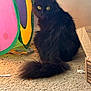 Nova joined the competition — help win amazing prizes! cat, black_cat, fluffy, yellow_eyes, carpet, indoor, pet, animal, feline, curious, looking_back, tail, box, colorful, fabric, cozy, home, domestic, sitting, fur