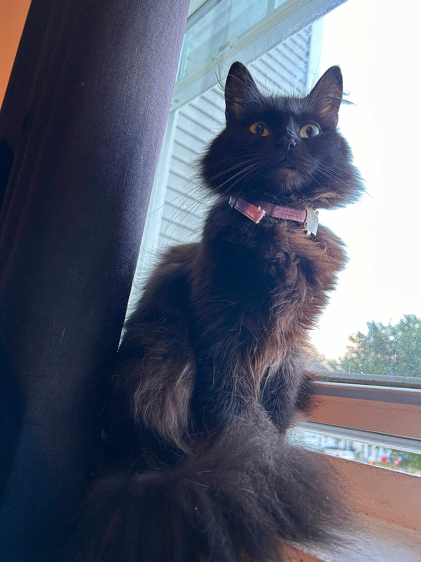 Nova