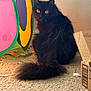 Nova is registered to the contest to win money with this photo: black_cat, cat, pet, indoor, carpet, yellow_eyes, fluffy, play_toy, cardboard_box, curious, animal, feline, tail, looking_back, colorful, soft_light, floor, household, cute, domestic