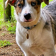 Atlas is registered to the contest to win money with this photo: dog, puppy, collar, tag, fur, brown, white, black, outdoor, grass, tree, wood_chips, animal, pet, canine, looking, young, ears, snout, nature